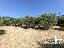 Terreno 4900 mq, zona Casamaggiore