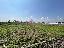 Terreno 6000 mq, zona Arsego