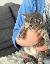 Cuccioli di British Shorthair. regalo