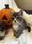 Gattini British Shorthair libre