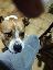 Cagnolino cerca urgente adozione